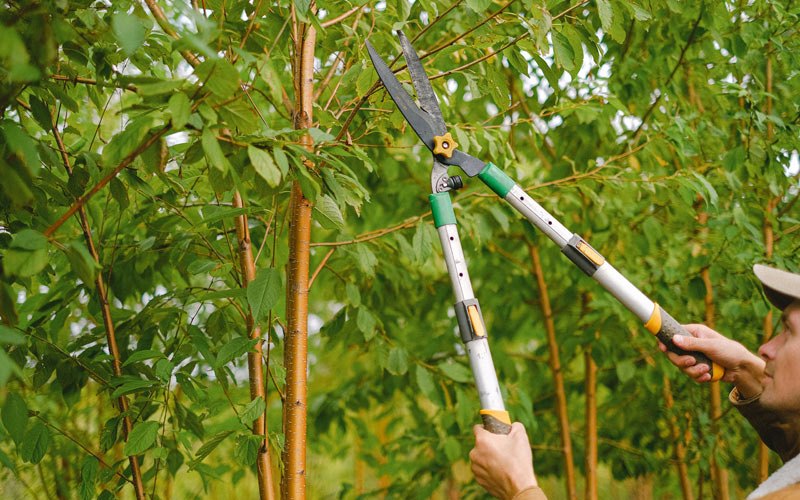 Tree trimming in Plainview, AR