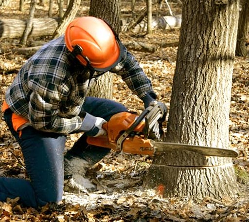 Tree Removal in Plainview, AR